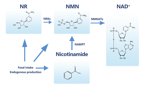 NMN機(jī)理圖-引航生物